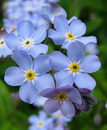 forget me not